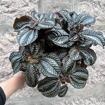 pilea