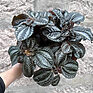 pilea