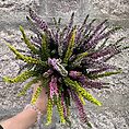 Calluna Vulgaris Scottish Heather
