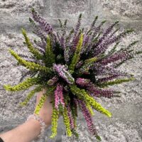 Calluna Vulgaris Scottish Heather