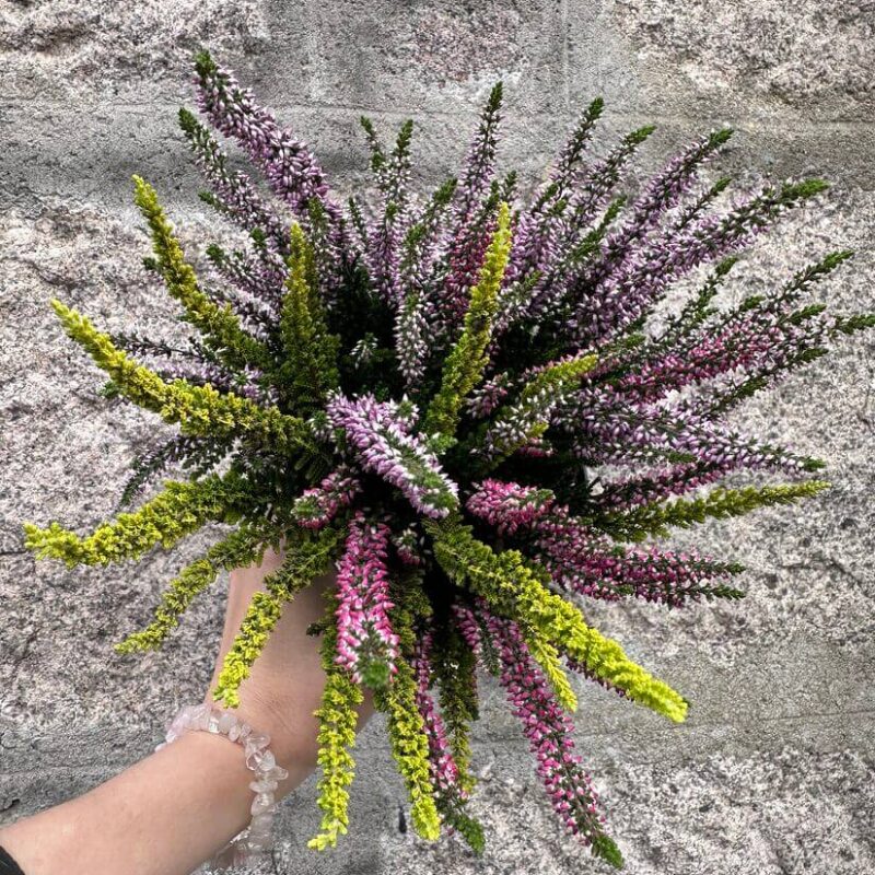 img_5045 Calluna Vulgaris Scottish Heather