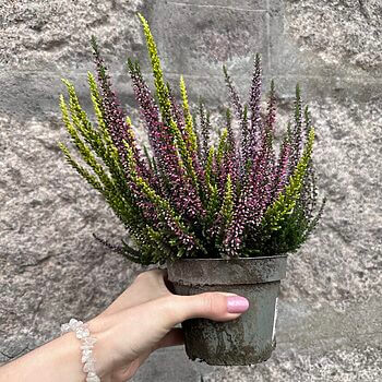 Calluna Vulgaris Scottish Heather