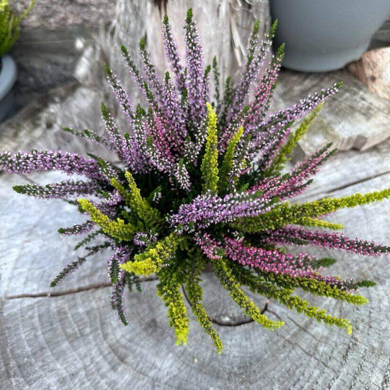 img_5047 Calluna Vulgaris Scottish Heather