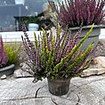 Calluna Vulgaris Scottish Heather