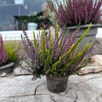 Calluna Vulgaris Scottish Heather