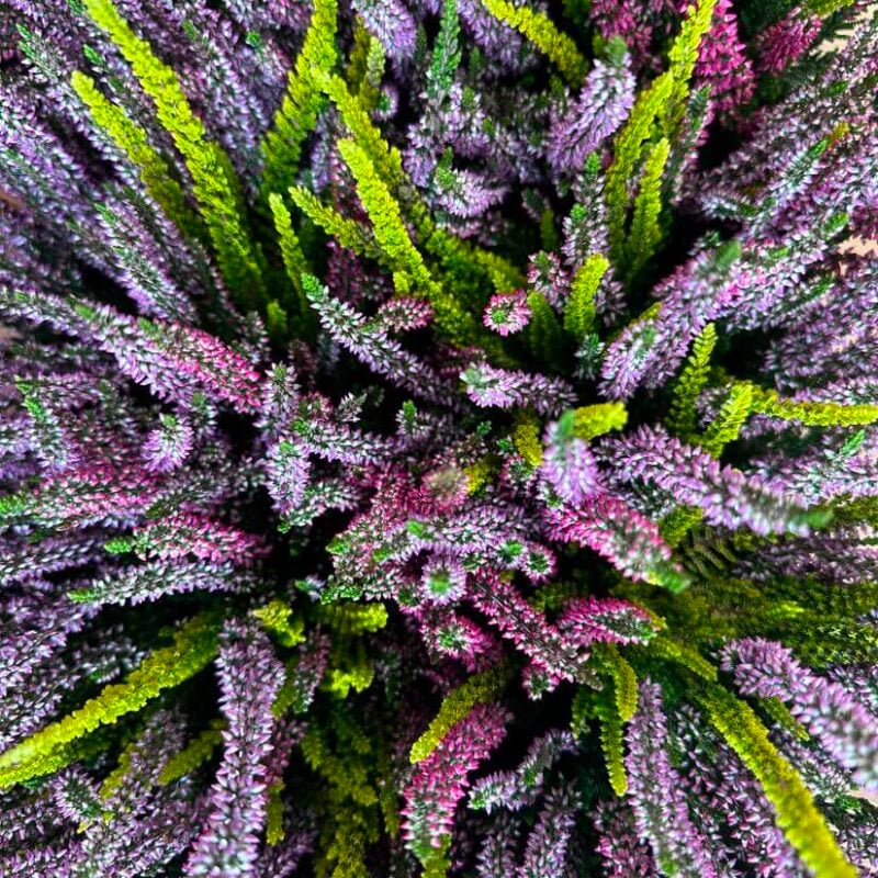 Calluna Vulgaris Scottish Heather