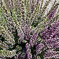 Calluna Vulgaris Scottish Heather