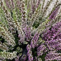 Calluna Vulgaris Scottish Heather