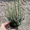 Calluna Vulgaris Scottish Heather