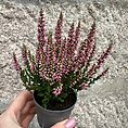 Calluna Vulgaris Scottish Heather