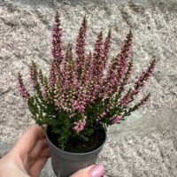 Calluna Vulgaris Scottish Heather