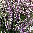 Calluna Vulgaris Scottish Heather