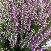 Calluna Vulgaris Scottish Heather