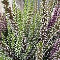 Calluna Vulgaris Scottish Heather