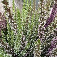 Calluna Vulgaris Scottish Heather