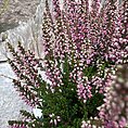Calluna Vulgaris Scottish Heather