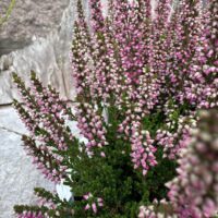 Calluna Vulgaris Scottish Heather