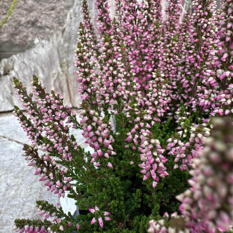 img_5055 Calluna Vulgaris Scottish Heather
