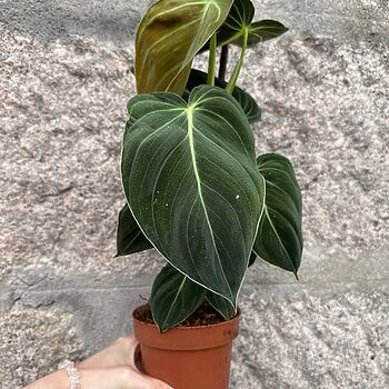 Philodendron Melanochrysum Black Gold 12cm pot Cuttings 12cm plant 2