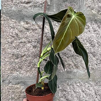 Philodendron Melanochrysum Black Gold 12cm pot Cuttings 12cm plant 3