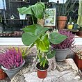monstera