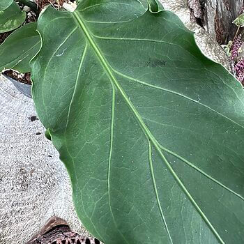 The Anthurium Crassinervium Karma Birdnest