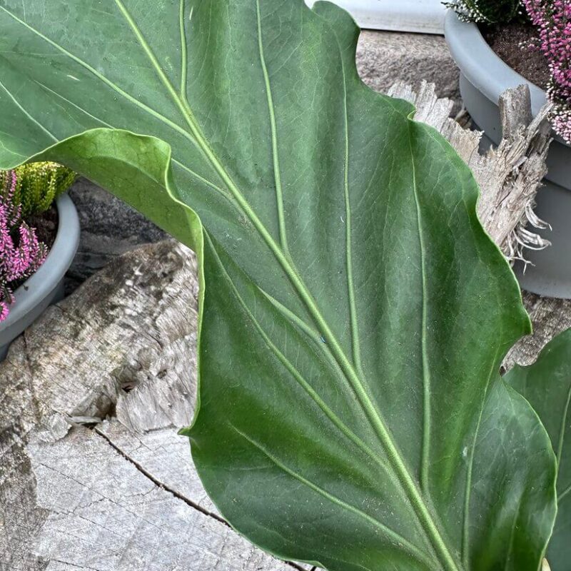 img_5081 The Anthurium Crassinervium Karma Birdnest