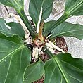 The Anthurium Crassinervium Karma Birdnest