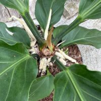 The Anthurium Crassinervium Karma Birdnest