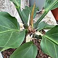 The Anthurium Crassinervium Karma Birdnest