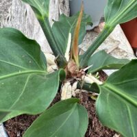 The Anthurium Crassinervium Karma Birdnest