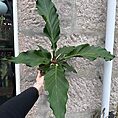 The Anthurium Crassinervium Karma Birdnest