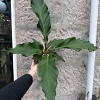 The Anthurium Crassinervium Karma Birdnest