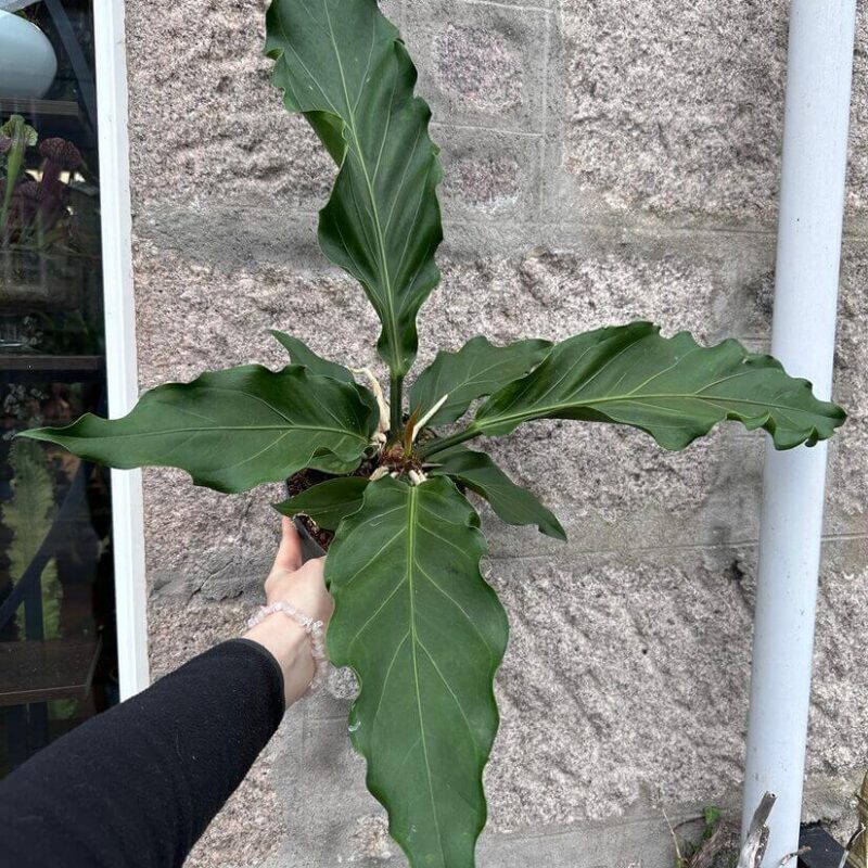 img_5084 The Anthurium Crassinervium Karma Birdnest