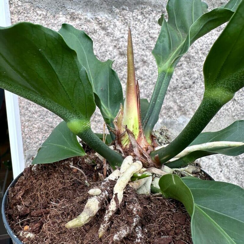 img_5085 The Anthurium Crassinervium Karma Birdnest