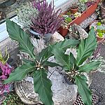 The Anthurium Crassinervium Karma Birdnest Large 17cm pot