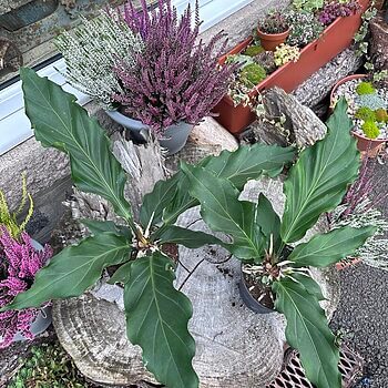 The Anthurium Crassinervium Karma Birdnest