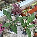 The Anthurium Crassinervium Karma Birdnest