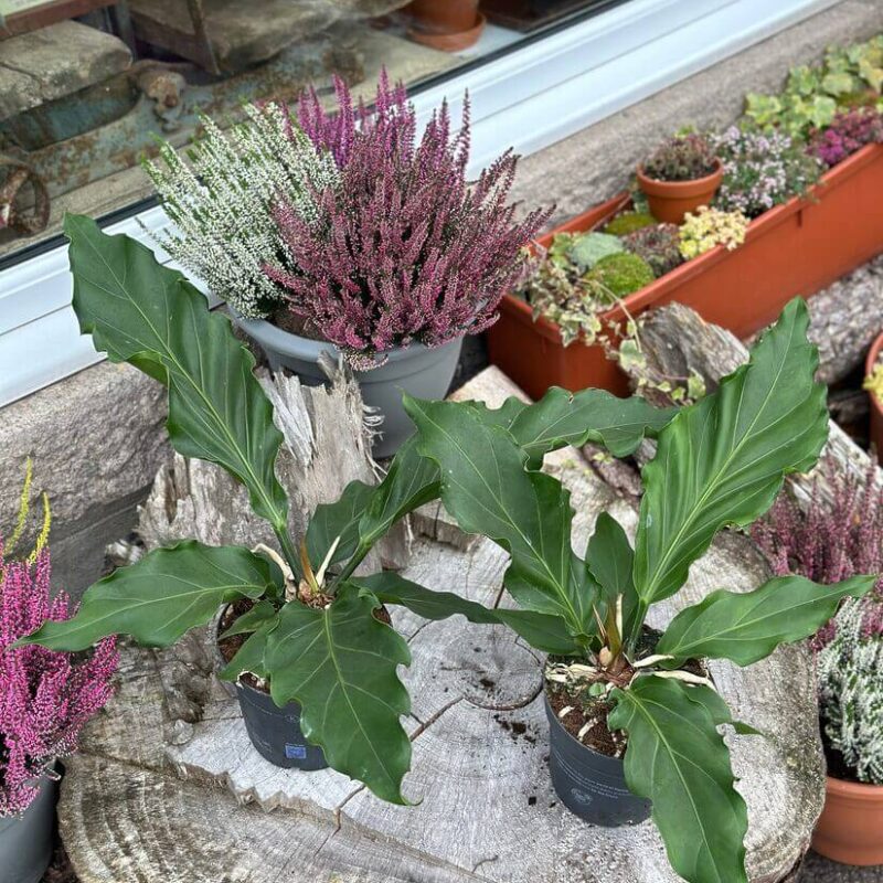 img_5087 The Anthurium Crassinervium Karma Birdnest