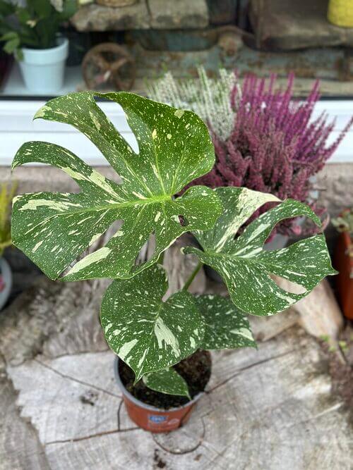 Variegated Monstera Thai Constellation