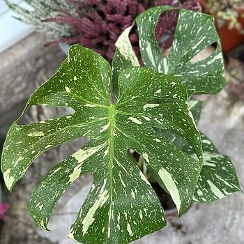 Variegated Monstera Thai Constellation Houseplants cheese plant 2