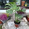 Variegated Monstera Thai Constellation