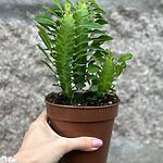 Euphorbia Trigona African Milk Tree Cactus 12cm pot