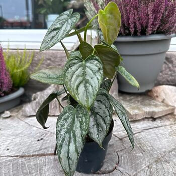 Philodendron Brandtianum 12cm pot Houseplants 12cm plant 2