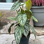Philodendron Brandtianum 12cm pot