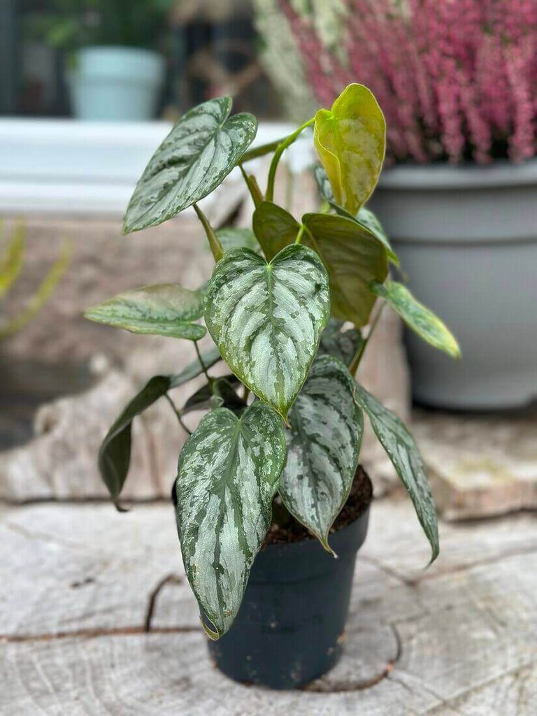 Philodendron Brandtianum 12cm pot