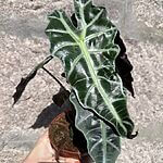 Alocasia Amazonica Polly Elephant Ear Plant 12cm pot