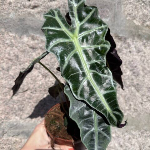 alocasia