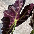 alocasia