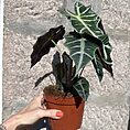 alocasia